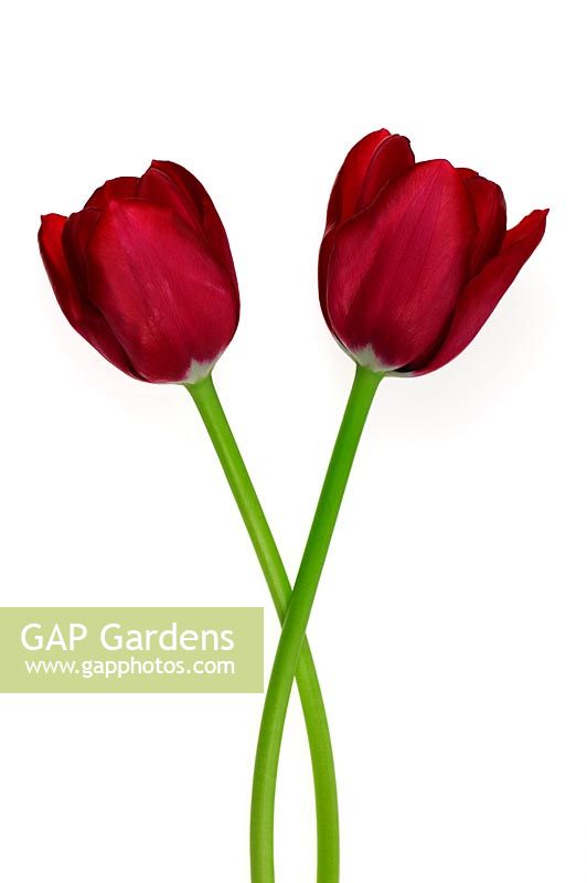 Two red Tulipa - Tulips 