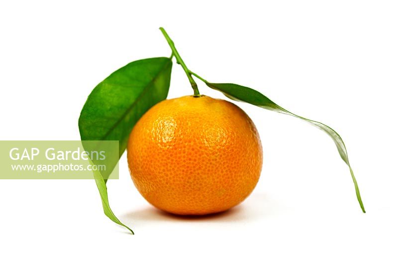 Citrus - Clementine Nules  