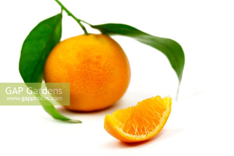 Citrus - Clementine Nules  