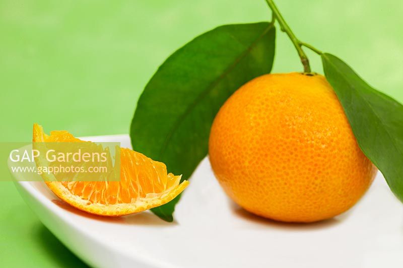 Citrus - Clementines and segment on plate
