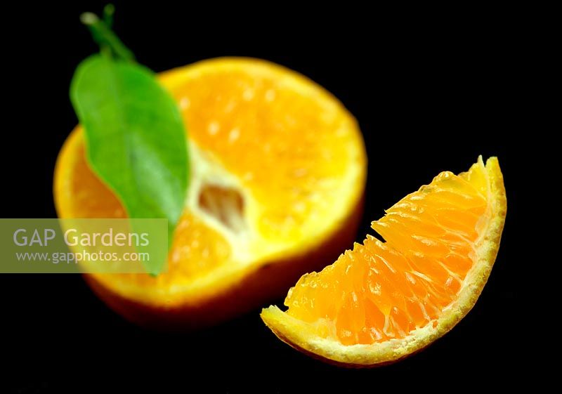 Citrus - Clementine