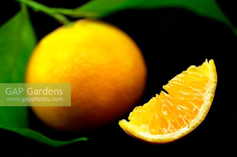 Citrus - Clementine 