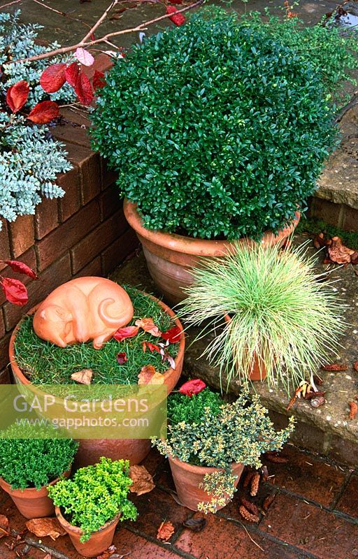 Autumn containers planted with Hebe rakaiensis, mixed Thymus, Buxus sempervirens and Festuca glauca 'Golden Toupee' 