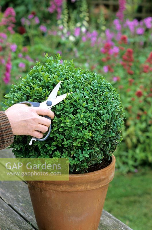 Clipping ball-shaped Buxus - Box topiary in Container with clipping shears
