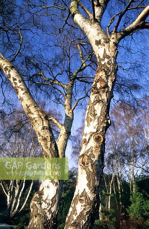 Betula pendula (syn. B. alba) - Birches at Valley Gardens in Surrey 