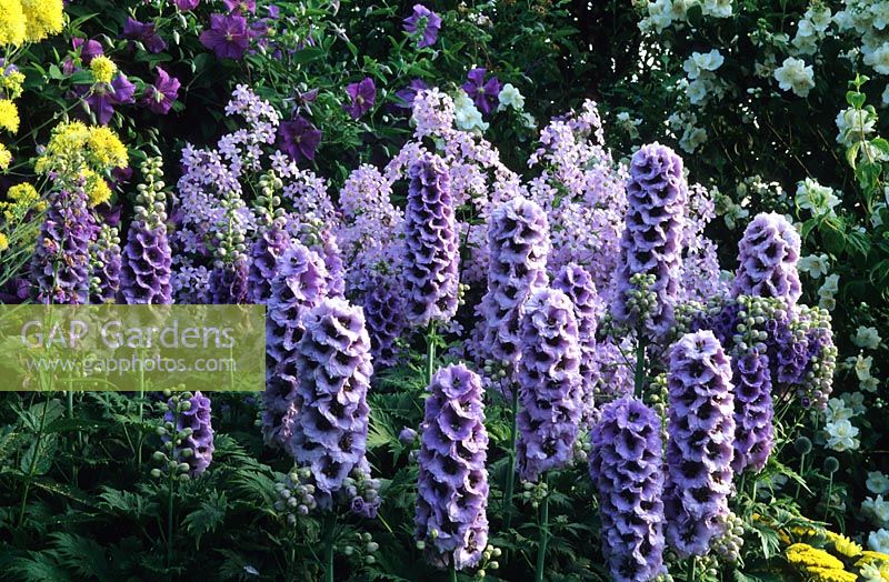 Delphinium Blackmore and Langdon hybrid with Campanula latifolia at Eastgrove Cottage garden in Worcestershire. 