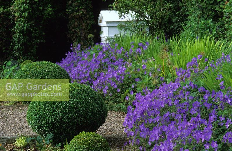 Summer border with Geranium 'Johnson's Blue' and Buxus - Box sphere topiary at Veddw House in Gwent