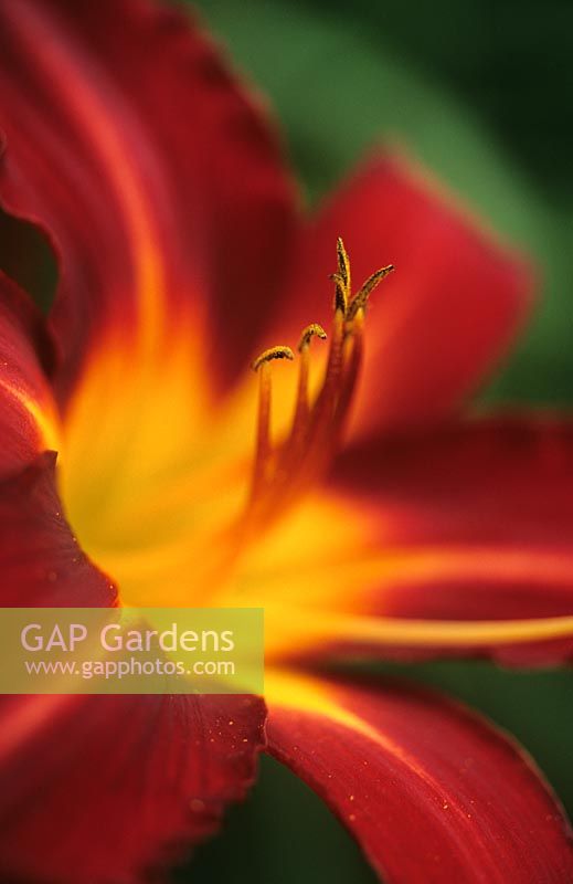 Hemerocallis 'Red Precious' - Day Lily 