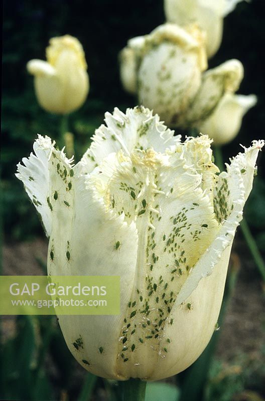 Aphids, greenfly on white tulip