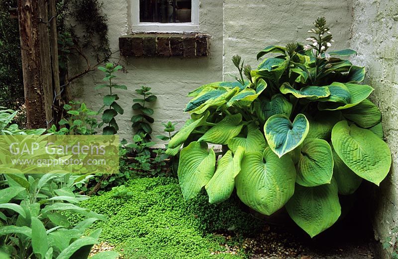 Hosta 'Frances Williams' and 'Big Daddy' in wooden half barrel container at Five Oaks, Sussex