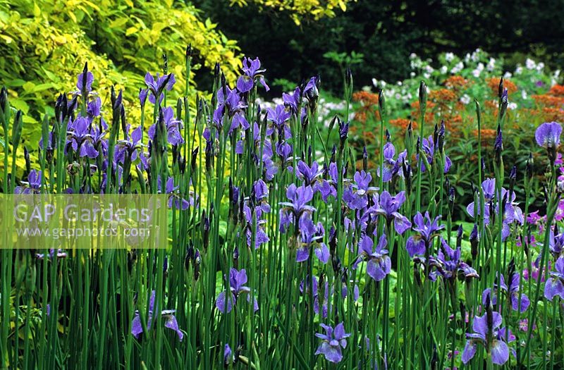 Iris siberica 'Perrys Blue' - Siberian Iris