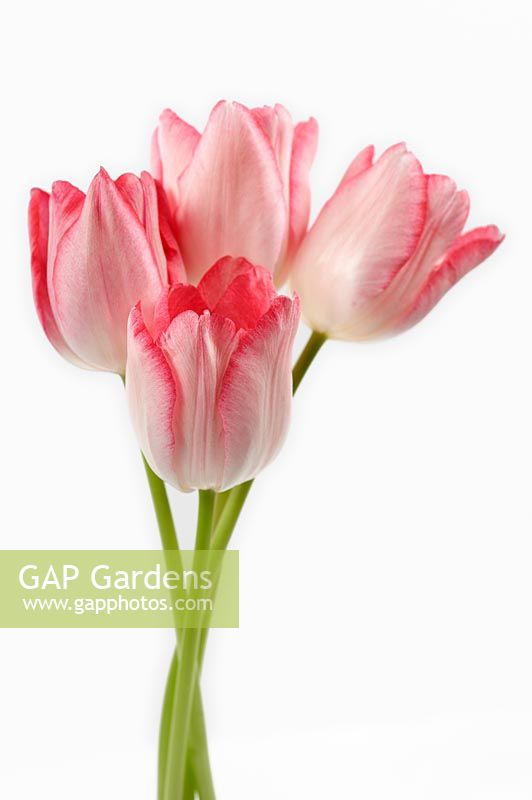 Bunch of Pink Tulips - Tulipa
