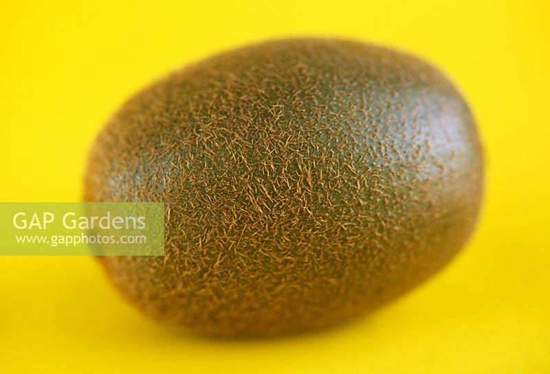 Actinidia arguta - Kiwi fruit