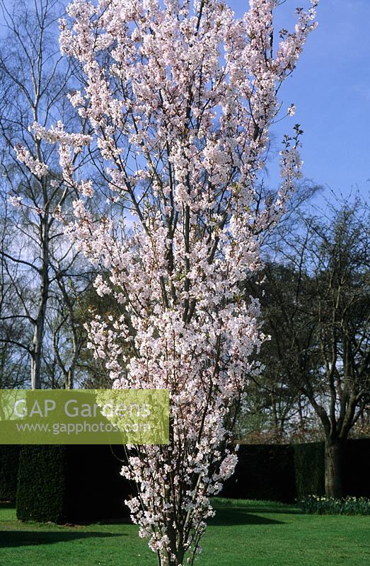 Prunus x hillieri 'Spire' - Flowering Cherry Tree at RHS Wisley Surrey