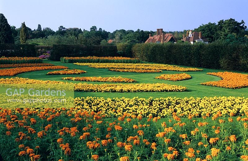 RHS Wisley, Surrey, The formal rose garden planted with French marigolds, Tagetes to help cleanse the soil.