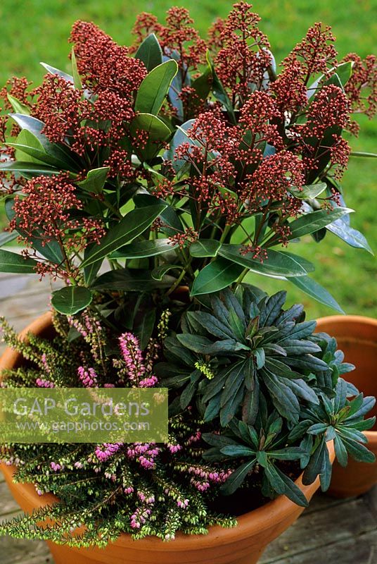 Winter container with Skimmia japonica 'Rubella', Erica darlyensis 'Kramers Rote' and Euphorbia martinii 'Rubra' 