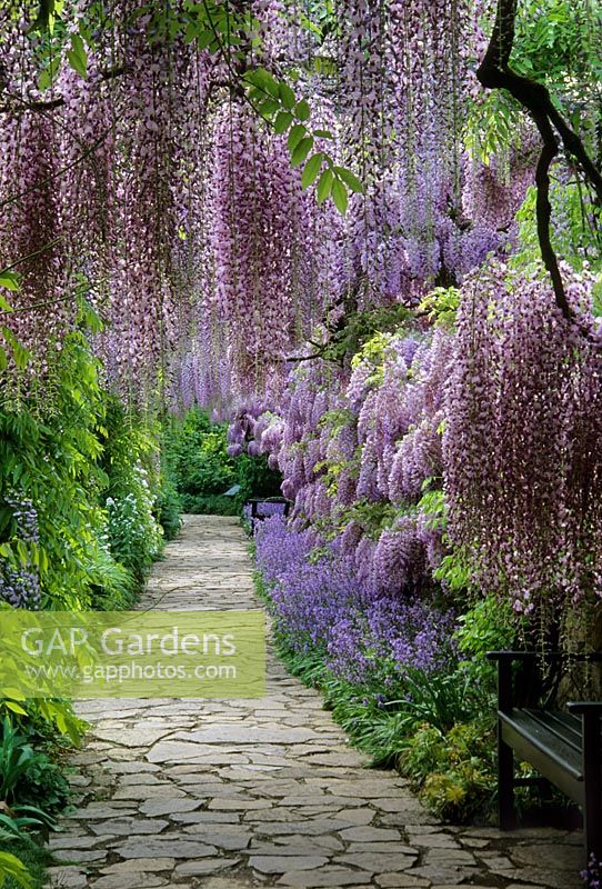 Stone path with Wisteria and Bluebell in late spring at Weinheim in Germany