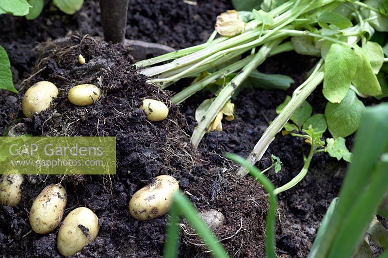 Solanum tuberosum - new potatoes being harvested with fork