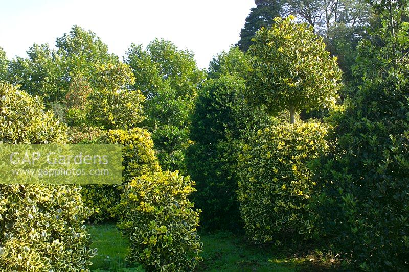 Ilex - Holly topiary at Highfield Hollies, Hampshire