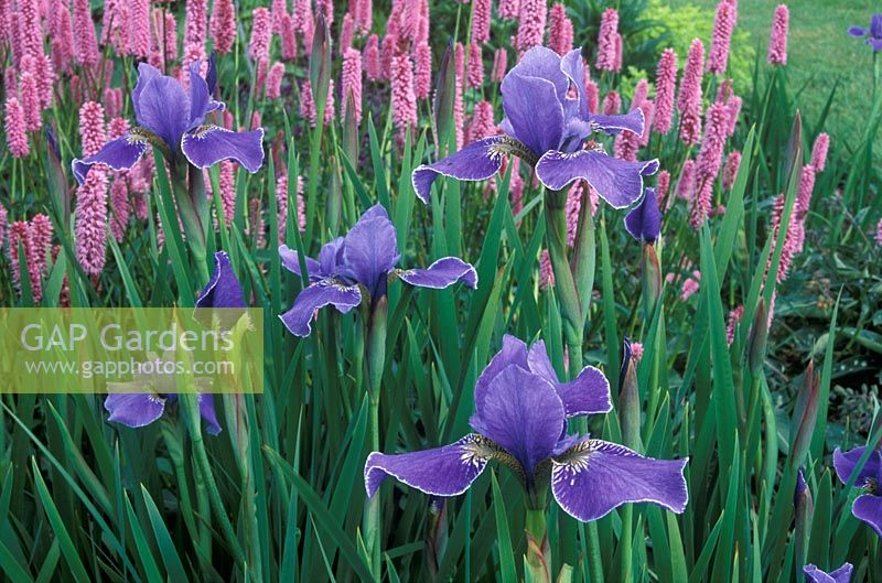 Iris sibirica 'Silver Edge' with Persicaria bistorta 'Hohe Tatra' 