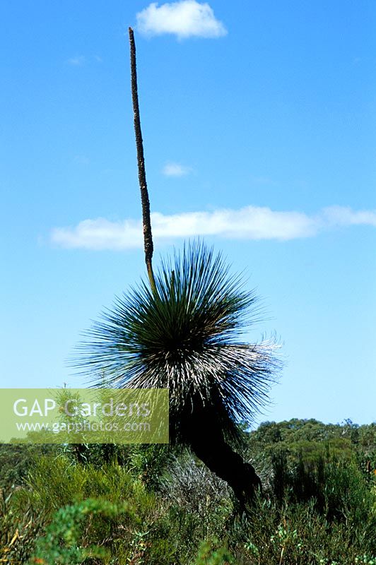 Xanthorrhoea semiplana Tateana - Kangaroo Island Yucca or Grass Tree from South Australia.