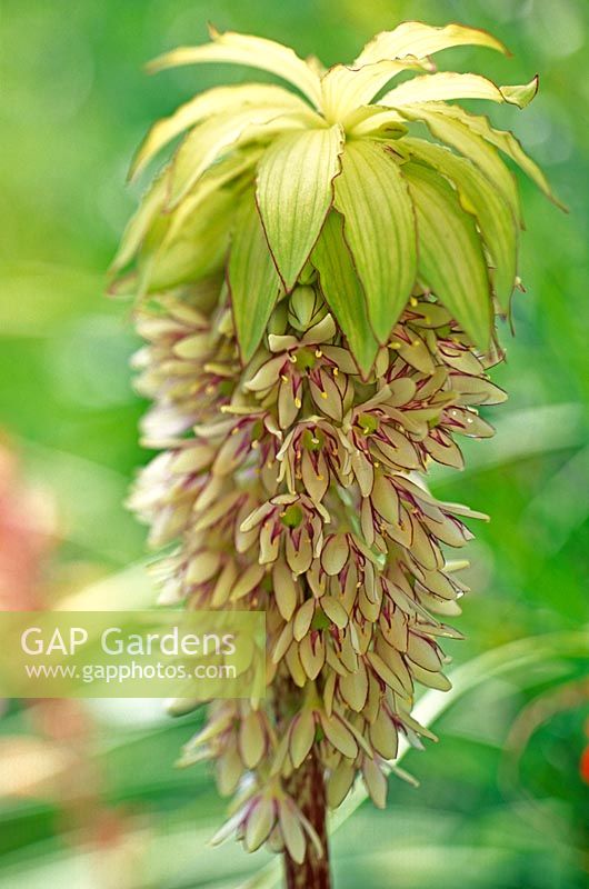 Eucomis bicolor - Pineapple flower 