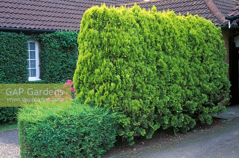 Conifer hedge of Platycladus orientalis 'Golden Sceptre' - Thuja 