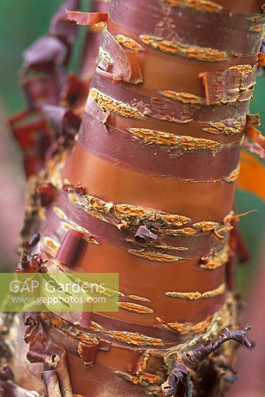 Prunus serrula - Paper Bark Cherry 
