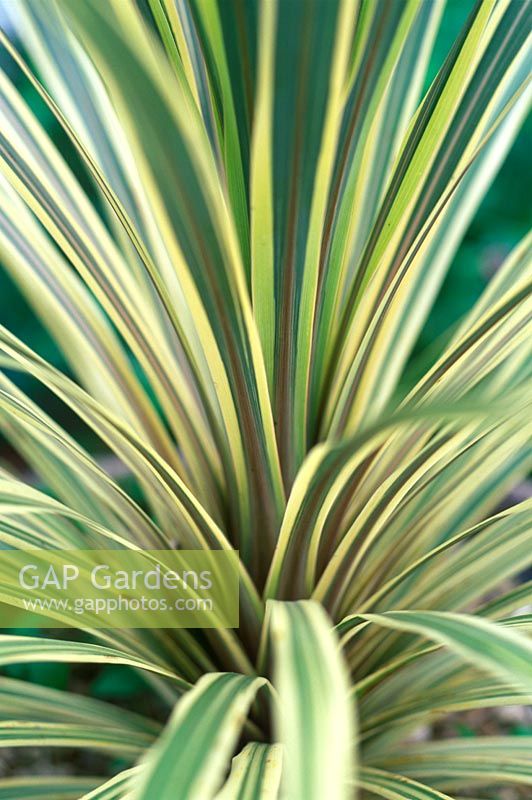 Cordyline australis 'Torbay Dazzler' - Cabbage Palm 