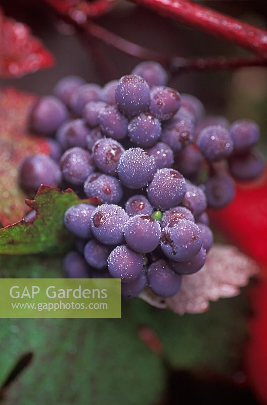 Vitis vinifera 'Purpurea' - Grape Vine 