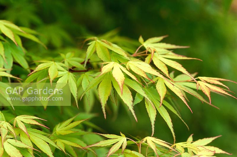Acer palmatum 'Katsura' closeup of new fresh foliage in April