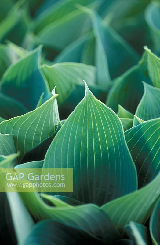 Hosta 'Halcyon' closeup of new leaves in  April