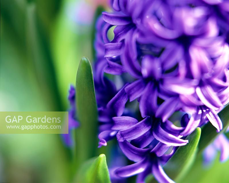 Hyacinthus - Blue Hyacinths