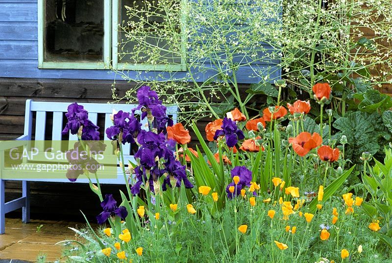 Summer border with Iris, Crambe and Papaver backed by painted garden bench and shed