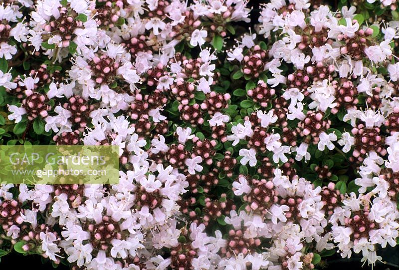 Thymus serphyllum 'Vey'