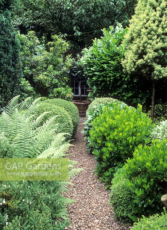 Evergreen shrubs and Ferns along narrow gravel path in long narrow Urban Garden 
