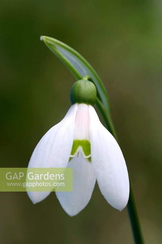 Galanthus woronowii - Snowdrop