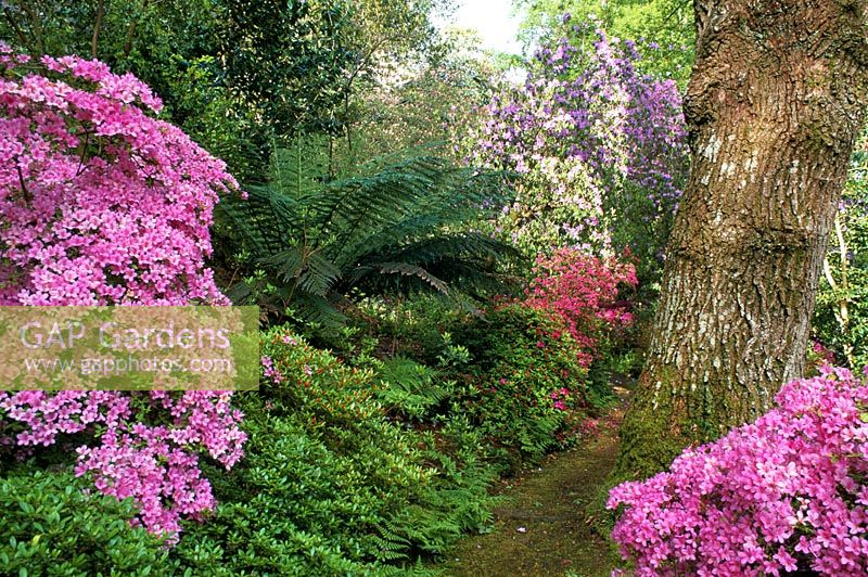 Spring border with Rhododendron 'Hinomayo' - Evergreen Azalea flowering in May at  Greencombe in Porlock, Somerset