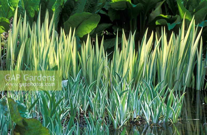 Iris laviegata 'Variegata' backed Iris pseudacorus  'Variegata' in April 