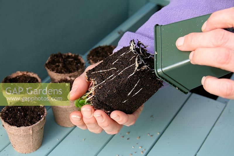 Pricking out Lupinus - Lupins, tipping seedlings carefully out of pot
