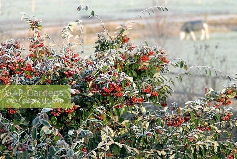 Cotoneaster with frost with view to pony in field at Gowan Cottage in January