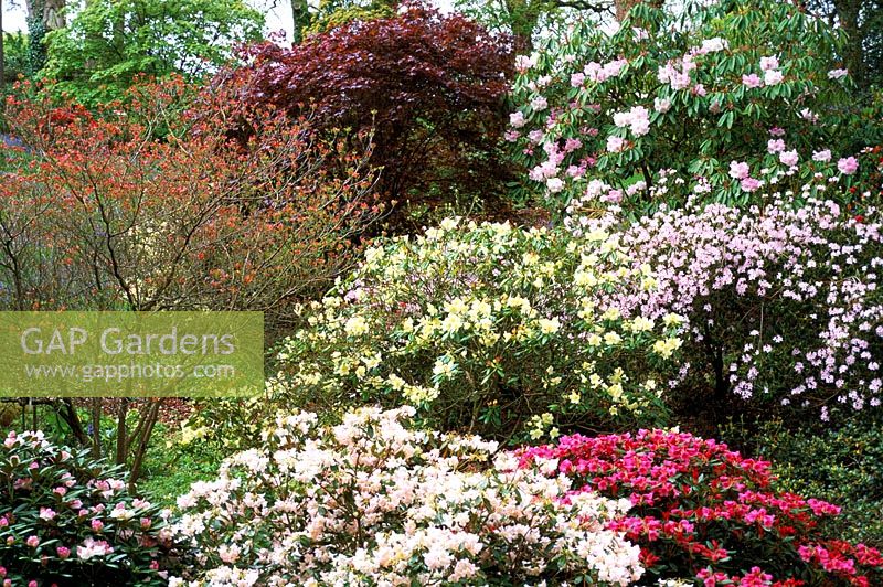 Spring border in Woodland Garden with Rhododendrons, Azaleas and Spring Shrubs at Sherwood, Devon