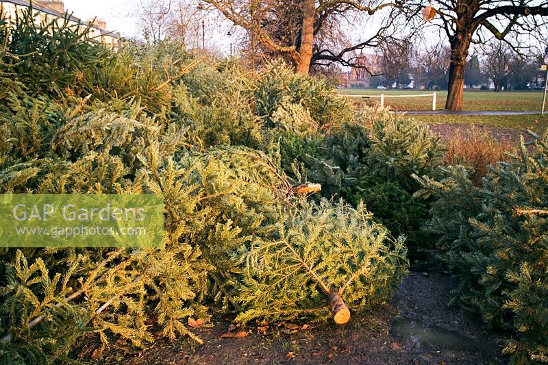 Christmas trees left for recycling on Ealing Common