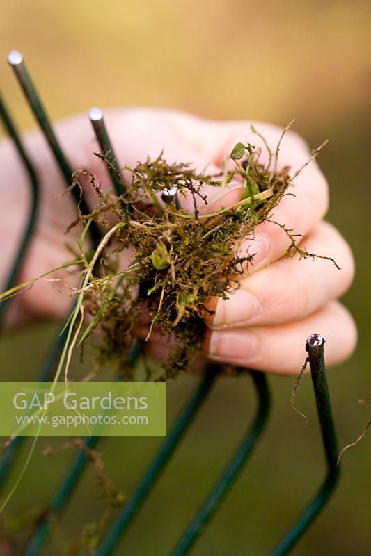 Removing moss from rake after scarifying a lawn