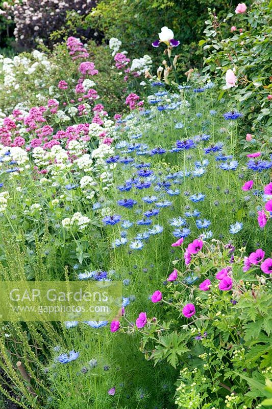 Summer border with blue Nigella damascena, Sedums and hardy Geranium 'Ann Folkard' at Woolard's Ash, Hatfield Broad Oak, Essex