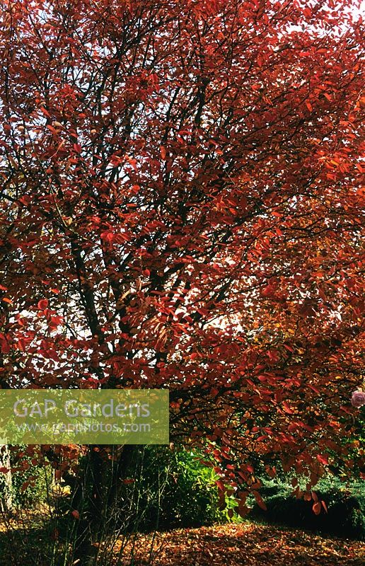Amelanchier lamarckii in autumn at Eastgrove Cottage garden, Worcestershire. 