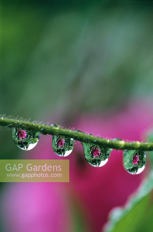 Camellia reflected in rain drops on stem