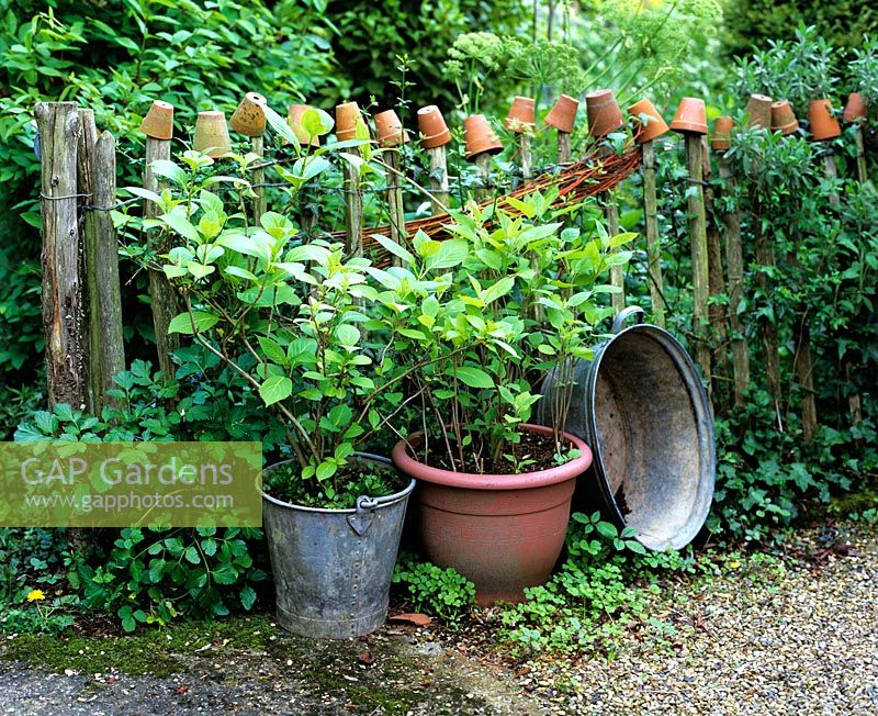 Rustic wooden picket fence with pots, containers with shrubs 