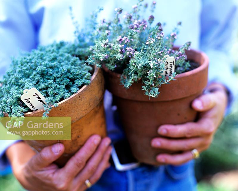 Holding pots of Thymus - Thyme