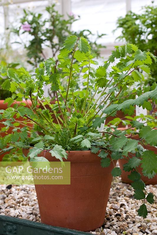 Sanguisorba minor - Salad Burnet grown in terracotta pot